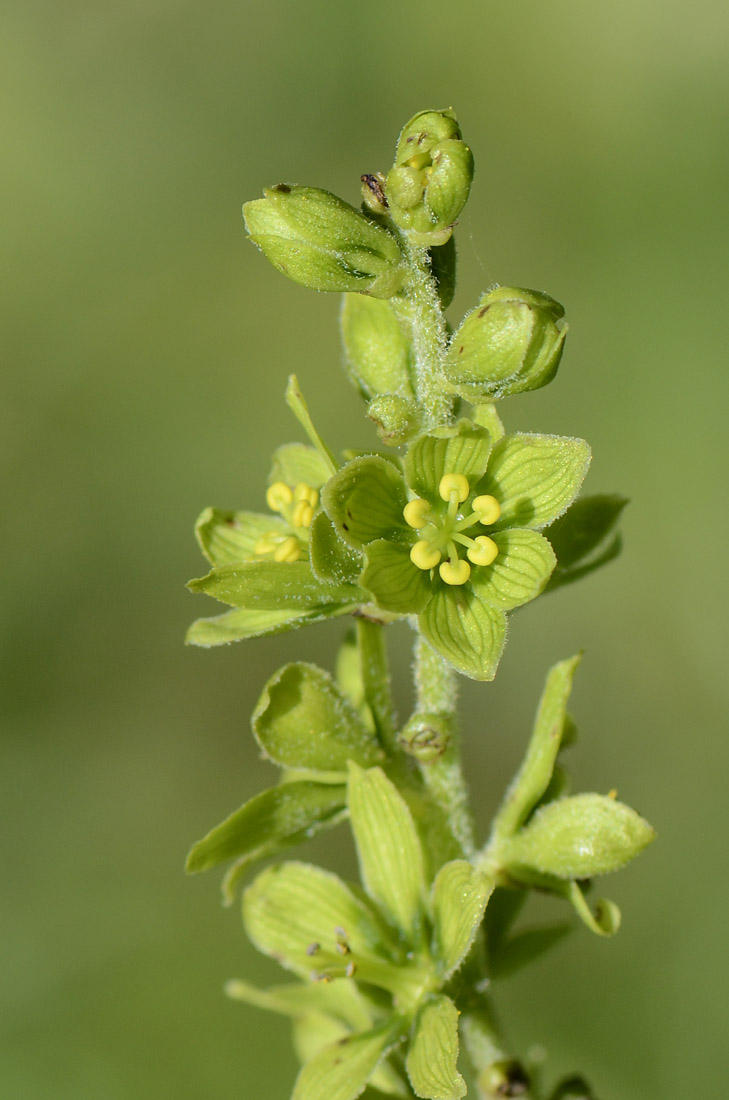 Veratrum album / Veratro comune